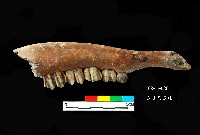 芝山岩文化鹿右下顎藏品圖，第1張