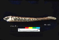 芝山岩文化鹿右下顎藏品圖，第2張