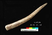 芝山岩文化角尖器藏品圖，第2張