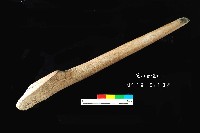 芝山岩文化角尖器藏品圖，第2張