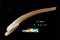 芝山岩文化角尖器藏品圖，第3張