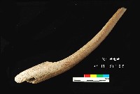 芝山岩文化角尖器藏品圖，第4張