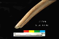 芝山岩文化角尖器藏品圖，第5張