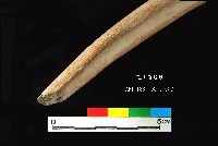芝山岩文化角尖器藏品圖，第6張