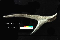 芝山岩文化鹿角藏品圖，第1張