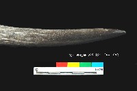 芝山岩文化鹿角藏品圖，第4張