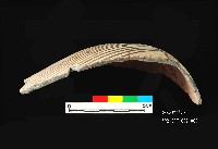 芝山岩文化黑彩折肩器藏品圖，第3張