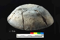 芝山岩文化仰盆柱把陶蓋藏品圖，第1張