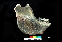 芝山岩文化豬下顎藏品圖，第1張