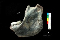 芝山岩文化豬下顎藏品圖，第2張