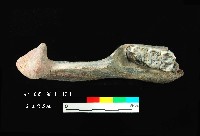 芝山岩文化豬下顎藏品圖，第3張