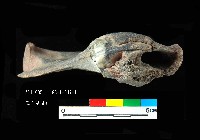 芝山岩文化豬下顎藏品圖，第4張