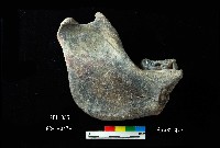 芝山岩文化豬下顎藏品圖，第5張