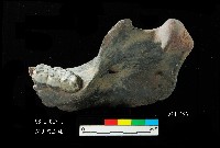 芝山岩文化豬下顎藏品圖，第6張