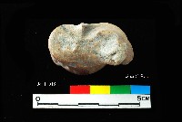 芝山岩文化獸距骨藏品圖，第2張