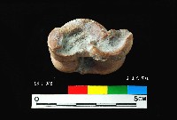 芝山岩文化獸距骨藏品圖，第3張