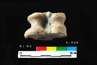 芝山岩文化獸距骨藏品圖，第4張