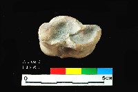 芝山岩文化獸距骨藏品圖，第5張