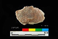 松山層窗貝藏品圖，第5張