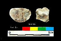 松山層窗貝藏品圖，第7張