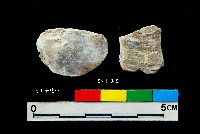 松山層窗貝藏品圖，第8張