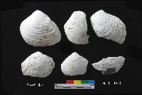 芝山岩文化大蜆藏品圖，第1張