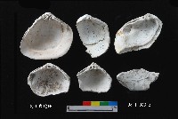 芝山岩文化大蜆藏品圖，第2張