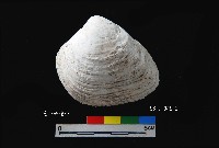 芝山岩文化大蜆藏品圖，第3張