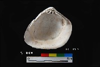 芝山岩文化大蜆藏品圖，第4張