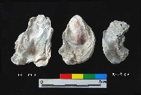 松山層真牡蠣藏品圖，第1張