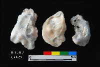 松山層真牡蠣藏品圖，第2張