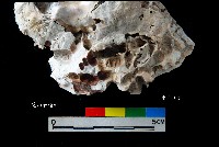 松山層真牡蠣藏品圖，第2張