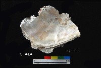 松山層真牡蠣藏品圖，第3張