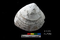 芝山岩文化大蜆藏品圖，第1張