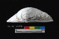 芝山岩文化大蜆藏品圖，第2張