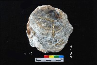 松山層窗貝藏品圖，第2張