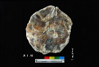 松山層窗貝藏品圖，第1張