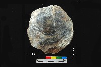 松山層窗貝藏品圖，第2張