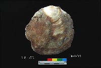 松山層窗貝藏品圖，第1張