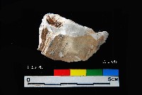 松山層真牡蠣藏品圖，第1張