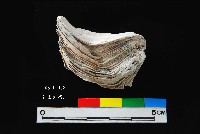 松山層真牡蠣藏品圖，第2張