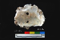 松山層真牡蠣藏品圖，第3張