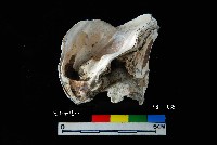 松山層真牡蠣藏品圖，第2張