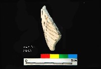 芝山岩文化黑彩陶容器腹片藏品圖，第3張