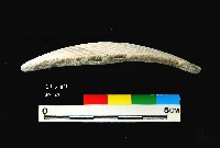 芝山岩文化黑彩罐形器肩部藏品圖，第3張