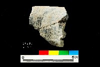 芝山岩文化穿孔罐口藏品圖，第2張