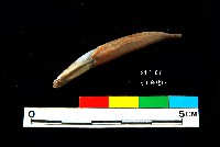 芝山岩文化鹿牙藏品圖，第1張