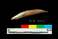 芝山岩文化鹿牙藏品圖，第2張