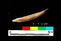 芝山岩文化鹿牙藏品圖，第3張