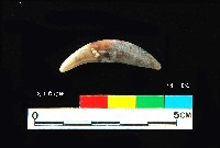 芝山岩文化貓或狗牙藏品圖，第1張